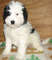 Gratis santo berdoodle cachorros listo