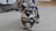 Gratis schnauzer estándar cachorros disponibles