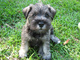 Gratis Schnauzer miniatura cachorros disponibles - Foto 1