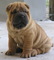 Gratis shar pei cachorros listo