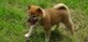 Gratis shiba inu cachorros disponibles