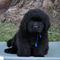 Gratis Terranova cachorros lista para adopcion - Foto 1