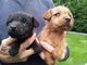 Gratis terrier de lakeland cachorros listos - Foto 1