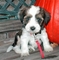 Gratis tibetano terrier cachorros disponibles