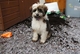 Gratis tibetano terrier cachorros listo