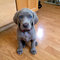 Gratis weimaraner cachorros disponibles