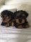 Gratis yorkshire terrier cachorros disponibles