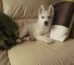 Husky siberiano del perrito buscando un buen hogar