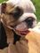 Impresionante cachorro de bulldog muchachos y las chicas inglés
