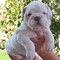 Inglés Bulldogs para venta, (Pedigree completo) - Foto 1