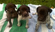 Libre regalo puntero cachorros para adopcion - Foto 1