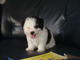 Libre Regalo Skye Terrier cachorros lista ahora - Foto 1