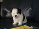 Libre regalo skye terrier cachorros lista ahora