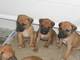 Libre rhodesian cachorros para adopcion