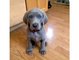 Los cachorros de regalos weimaraner - Foto 1