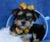 Los cachorros de yorkshire terrier - miniture