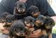 Los cachorros rottweiler k. c. líneas de calidad reg