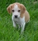 Notable cachorro beagle tricolored spanky