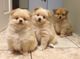 Pomeranio cachorros para la venta