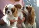 Preciosa cavalier king charles spaniel