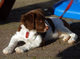 Regalo Aguas de saltador galés cachorros listos - Foto 1
