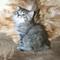 Regalo americano gatitos bobtail listo - Foto 1