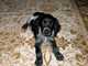 Regalo azul spaniel picardy cachorros listos