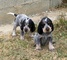 Regalo bleu magnífico de Gascogne cachorro disponibles - Foto 1