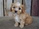 Regalo cachorro cavapoo disponibles