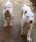 Regalo cachorro de dogo argentino disponibles - Foto 1