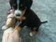 Regalo cachorro entlebucher disponibles - Foto 1