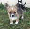 Regalo cachorros calidad pembroke corgi galés listos