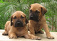 Regalo cachorros fila brasileño disponibles - Foto 1