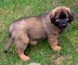 Regalo cachorros leonberger disponibles - Foto 1