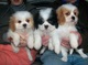 Regalo Cavalier rey charles cachorros disponibles - Foto 1