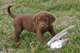 Regalo chesapeake bay retriever cachorro