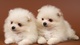 Regalo chow chow cachorros listos