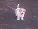 Regalo deportivo lucas terrier cachorros para adopcion - Foto 1