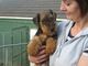 Regalo El perrito del terrier galés cachorros para adopcion - Foto 1