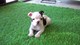 Regalo entrenado frenchton cachorros disponibles