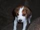 Regalo foxhound cachorros disponibles