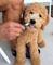 Regalo goldendoodle cachorros para adopcion