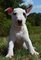 Regalo impresionantes registrada bull terrier cachorros