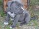 Regalo macho y hembra cachorros Pitbull Terrier - Foto 1
