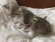 Regalo maravillosa asiático gatito listos - Foto 1