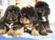 Regalo mastín tibetano cachorros para adopcion