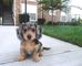 Regalo miniatura dachshund cachorros para adopcion - Foto 1