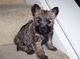Regalo mojón Terrier cachorros disponibles - Foto 1