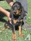 Regalo negro y marrón cachorro coonhound listos - Foto 1