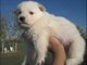 Regalo pastor blanco suizo cachorros para adopción